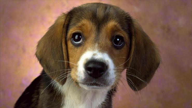 Tapety na pulpit - Puppy Eyes, Beagle.jpg