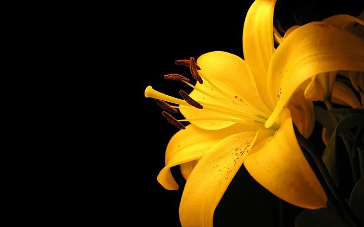 Best Beautiful Miriadna - Yellow lilly on black background.jpg