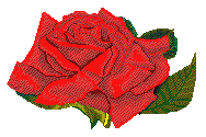 róża--piękny kwiat - rose25.gif