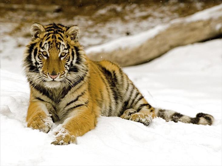 Lwy i tygrysy - Snowy Afternoon, Tiger.jpg