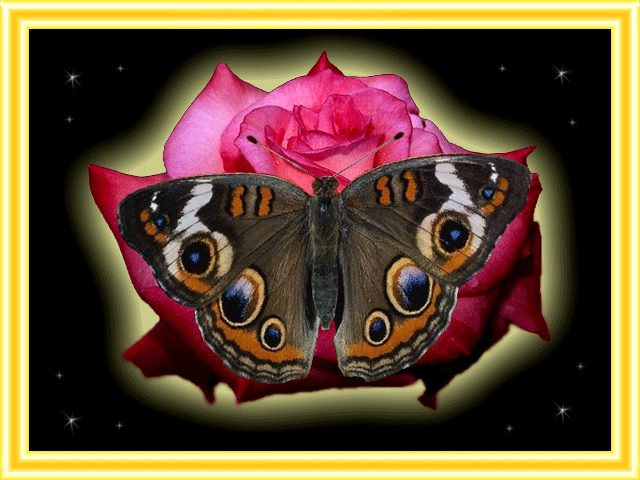 Obrazki Motyle - baterflay1.gif