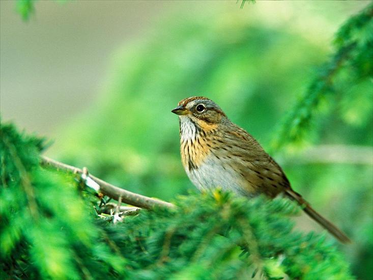 Ptaki birds - Lincolns Sparrow.jpg