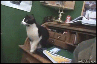 ZABAWNE ANIMACJE - Cat_jumps.gif