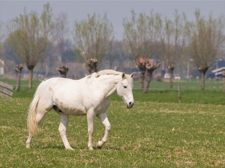 Konie... dumne konie - white-horse.jpg