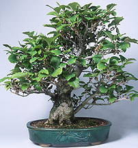 Drzewko Bonsai - bonsai japanese_witch_hazel1.jpg