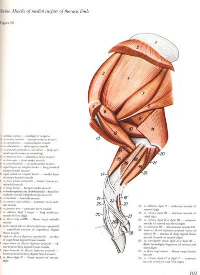 Miembros - Fig_098_Swine_Muscles_of_medial_surface_of_thoracic_limb.jpg