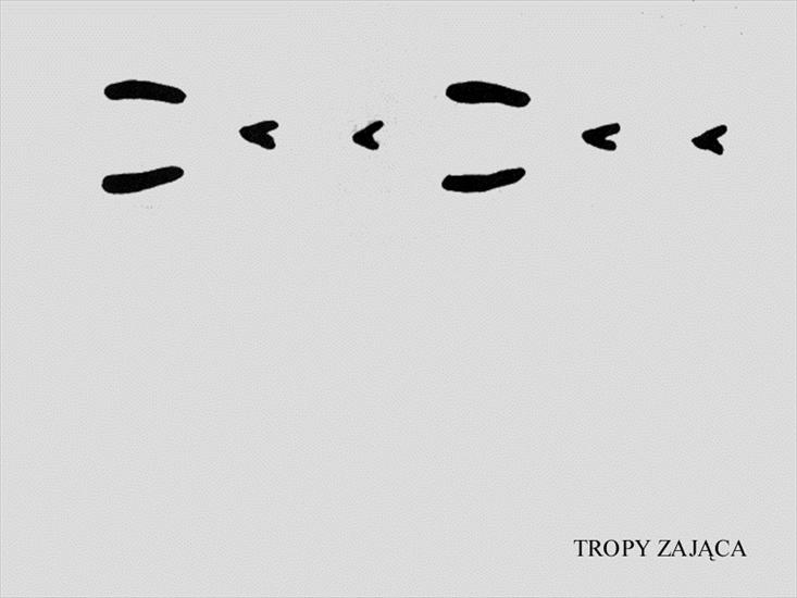 ZWIERZĘTA TROPY - zajac_tropy.JPG