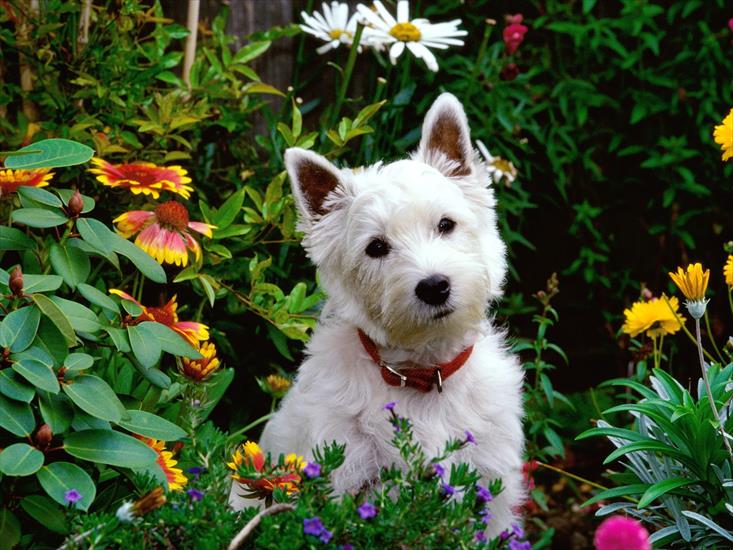 psiaki - West Highland Terrier.jpg