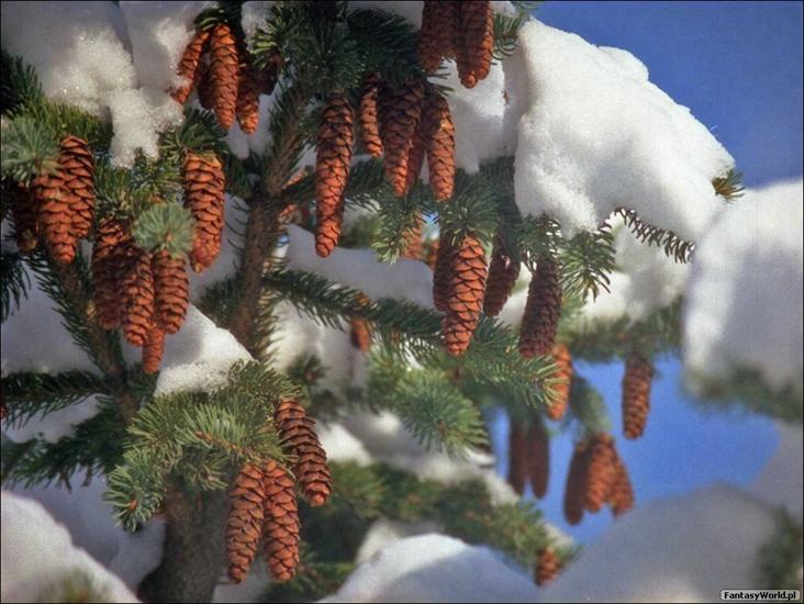 WIDOKI,itp - winter-pine-cones1280x960.jpg