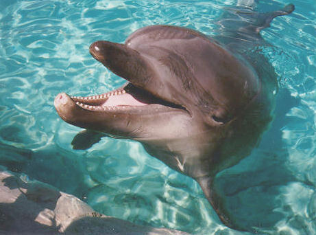 kochane delfiny - d031.jpg