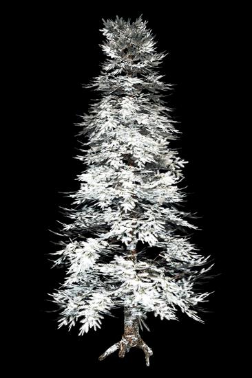 zimowe drzewka i krzewy - The spirit of Winter 8 by Juli Design.png
