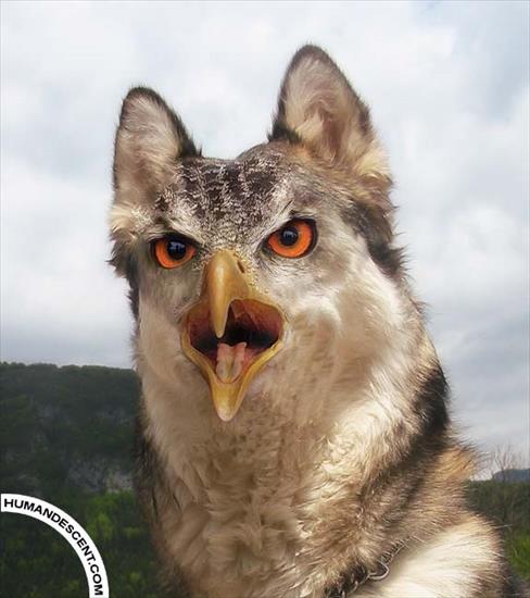 NIESAMOWITE - Dogowleagle_by_HumanDescent.jpg