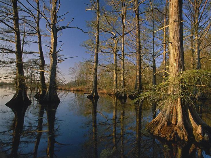 tapety 1280x960 - Bald Cypress Trees at Sunset, Reelfoot Lake, Tennessee.jpg