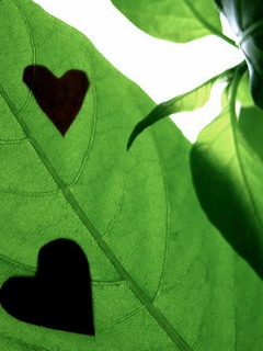 Nature - Green_Heart.jpg