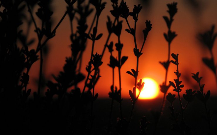 TRAWA I LIŚCIE - trawa zachód słońca.jpg