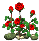Kwiaty - Roses.gif