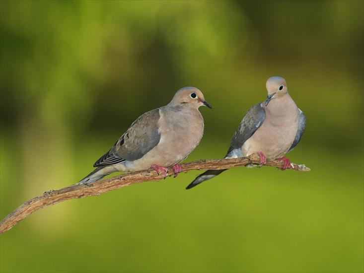  Animals part 2 z 3 - Pair of Mourning Doves.jpg