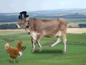 krowy - krowa i kogut1.gif