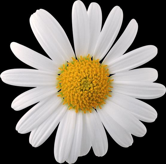  Stokrotka - camomile_PNG666.png