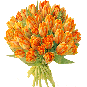 gify-tulipany - kwiaty tulipany16.png