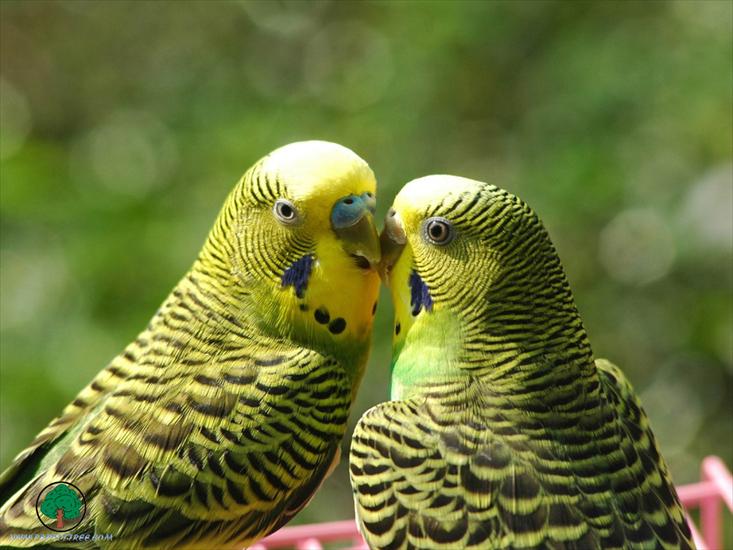 Piękne papużki - Parrots - 22.jpg