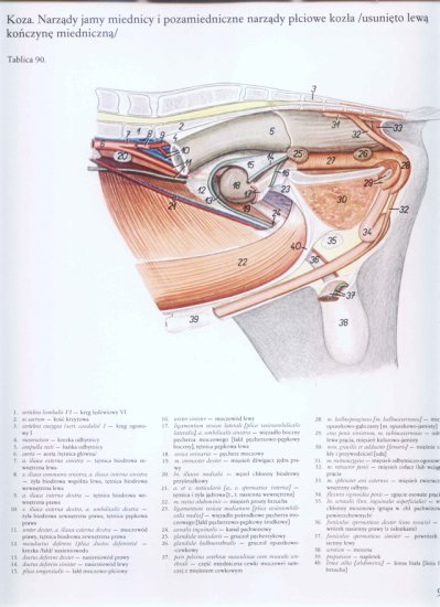 atlas anatomii topograficznej-miednica i kończyny - 087.jpg