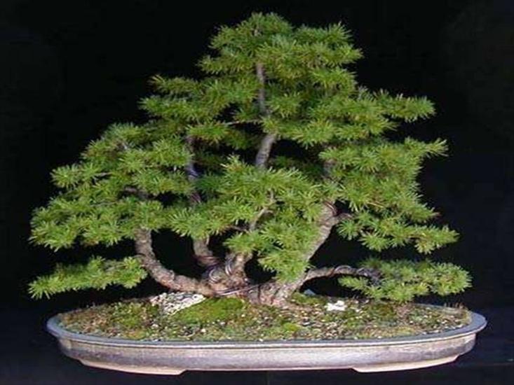ZDJĘCIA - Drzewko bonsai.JPG