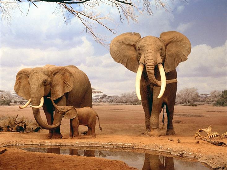 Tapety - elephants_family_animals_wallpaper.jpg
