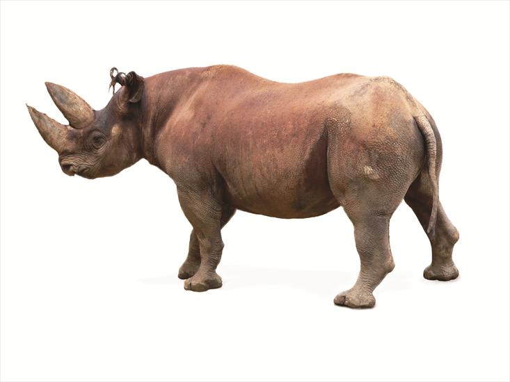 Rhino - 1.jpg