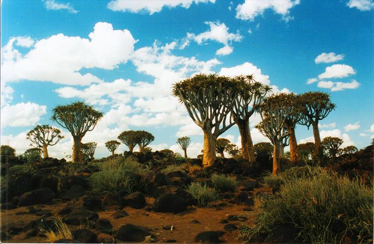 Namibia - Namibia-Keetmanshoop-Quiver-Tree-Forest-aka-Kokerboom-succulents-SMO.jpg