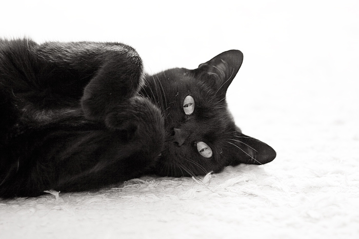 Koty - czarny.jpg
