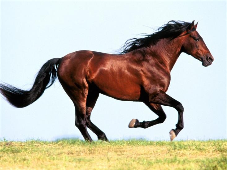 konie - konie 14.jpg