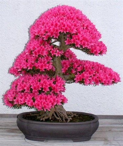 Bonsai - mediumjvjzr247a2e6be8f62d.jpg