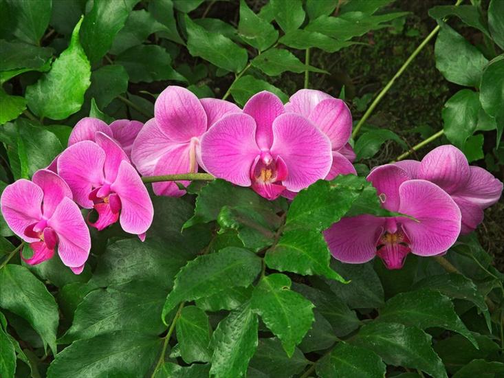 Kwiaty - rozowe_orchidee2.jpg