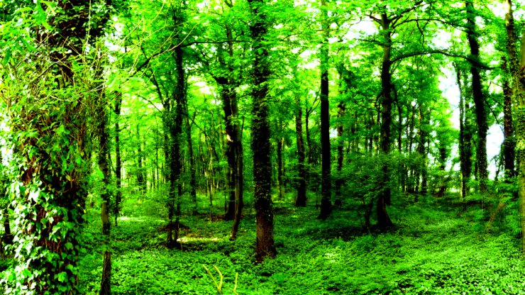 Tapety - Wood_forest_green_full_hd_wallpaper-by_suicidecrew.jpg
