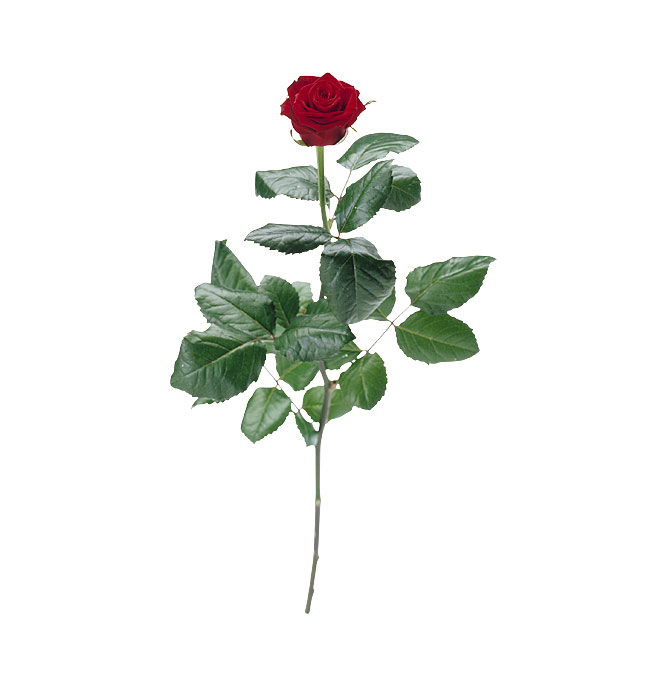 tylko róże - ROS05_06.jpg