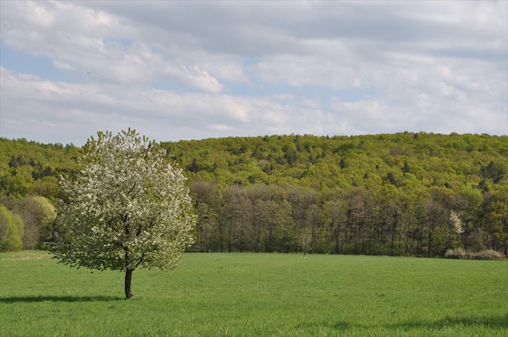 Rezerwat nad Groblą-Czechy - dsc_4644_25152664383_o1.jpg