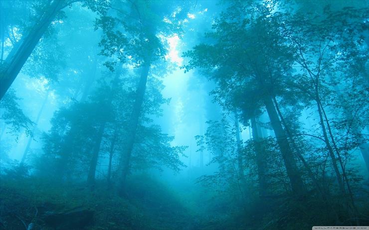 800 filmów - foggy_forest-wallpaper-2560x1600.jpg