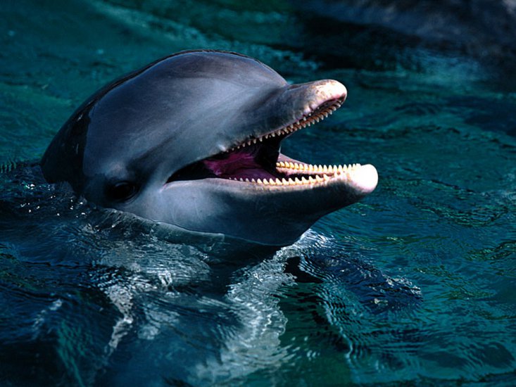 Delfiny , rekiny itp - Introduction, Bottlenose Dolphin.jpg