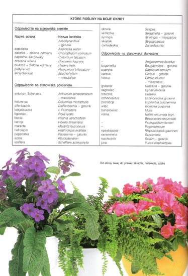 Rośliny Pokojowe - Strona  44.jpg