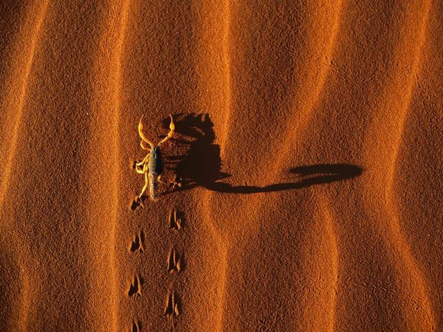 640x480 Tapety Android - Shadow-Casting Scorpion, Namib-Naukluft National Park, Namibia.jpg