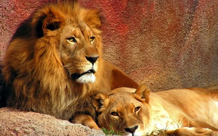 TAPETY NA PULPIT HD - Lion_Couple_1920 x 1200 widescreen.jpg