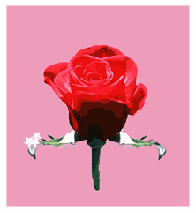 róże czerwone - roza 3.gif
