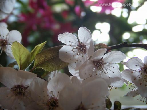 Wiosna Tapety - wiosna_13.jpg