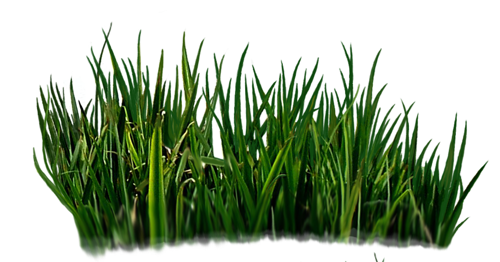 Trawy i gałązki - marsh grasses 2 by WammyP-l.png