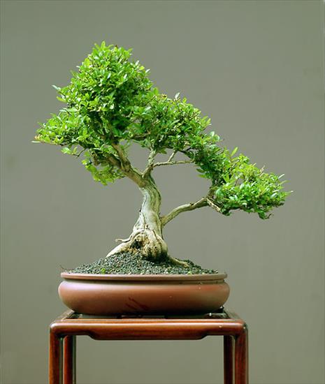 galeria bonsai - 1709532005_07_dsc_0448v.jpg