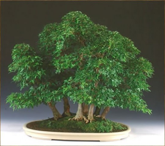 bonsai - mediumjvjtb747a2c62365408.jpg