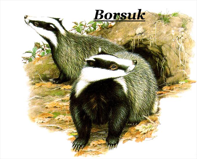 Zwierzęta Polski - Borsuk b1.jpg