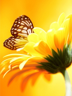 Tapety na telefon - Butterfly9786-tapety-telefon-kwiaty.jpg