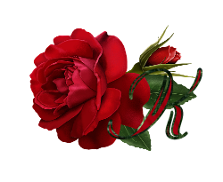 Czerwona róża2 - kc.png